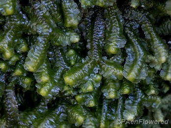 Plant form with wet leaves